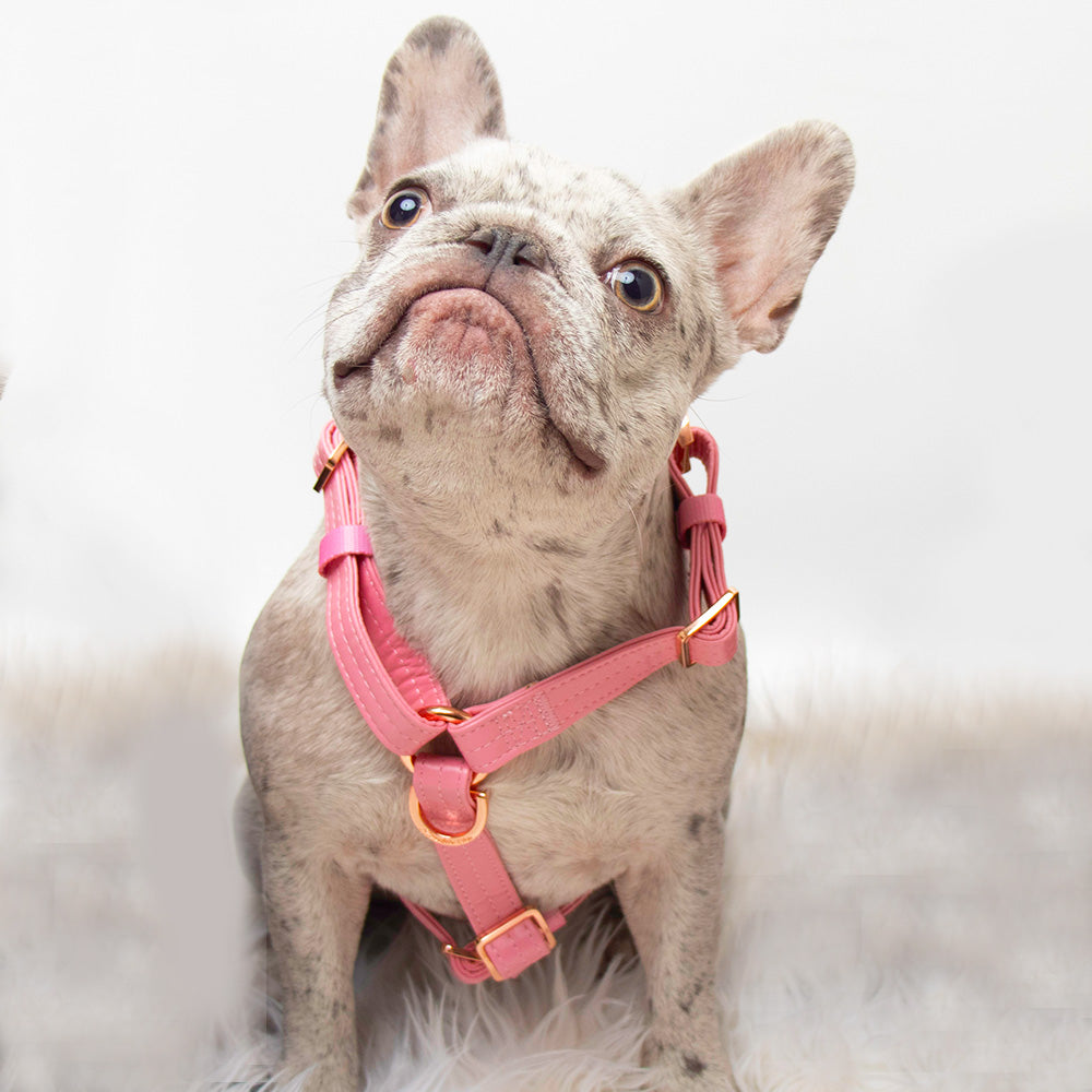 Blushed Bundle | Frenchiestore, Frenchie Dog, French Bulldog pet products