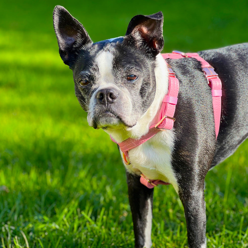 French bulldog outlet strap harness