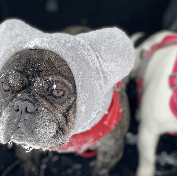 Frenchiestore Organic Dog Frenchie Ear Warmers | Blue Frenchie (Grey), Frenchie Dog, French Bulldog pet products