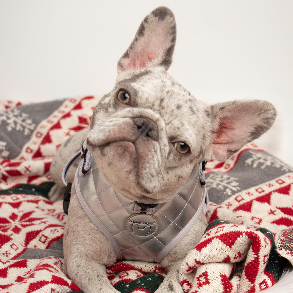 Silver Vegan Varsity Bundle | Frenchiestore, Frenchie Dog, French Bulldog pet products