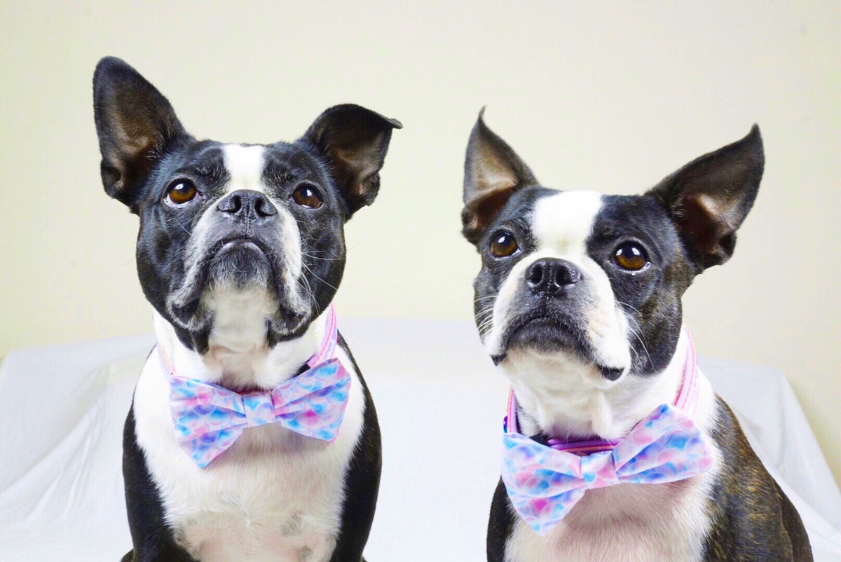 Frenchiestore Breakaway Dog Collar | Mermazing, Frenchie Dog, French Bulldog pet products