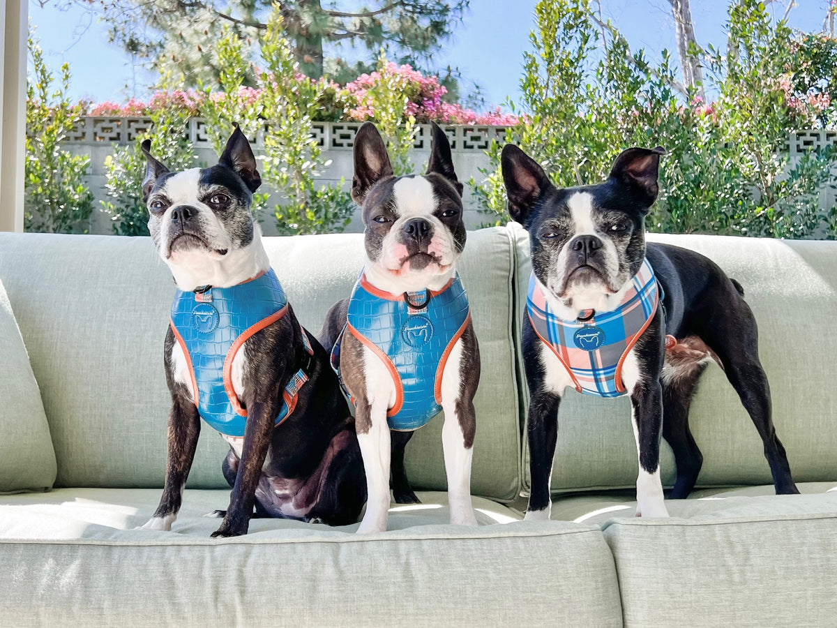 Frenchiestore Reversible Dog Health Harness | Sprung, Frenchie Dog, French Bulldog pet products