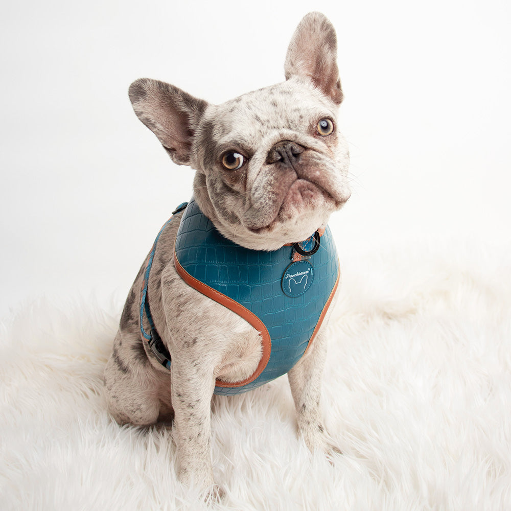 Frenchiestore Reversible Dog Health Harness | Sprung, Frenchie Dog, French Bulldog pet products