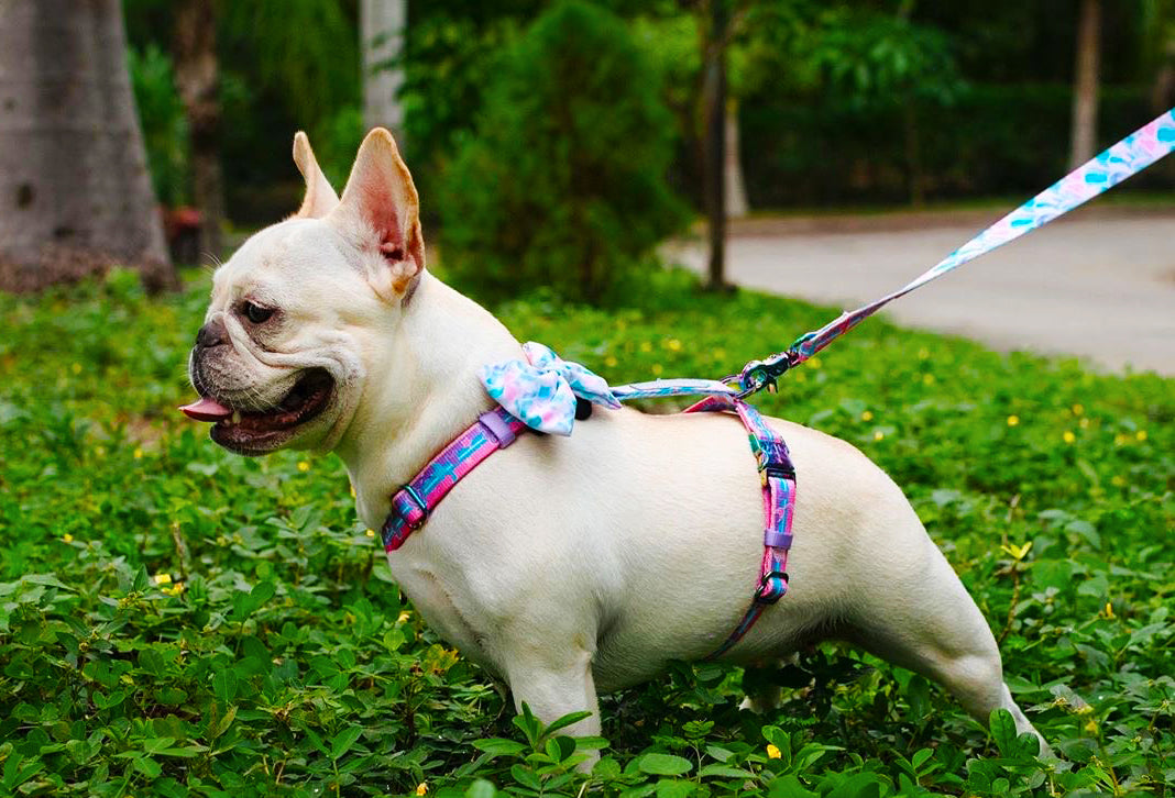 Frenchiestore Adjustable Pet Health Strap Harness | Mermazing, Frenchie Dog, French Bulldog pet products