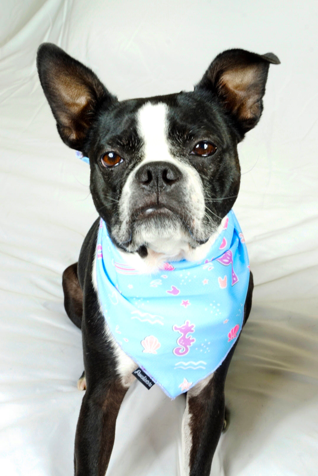 Mermaid Bandana for Dogs and Other Pets 