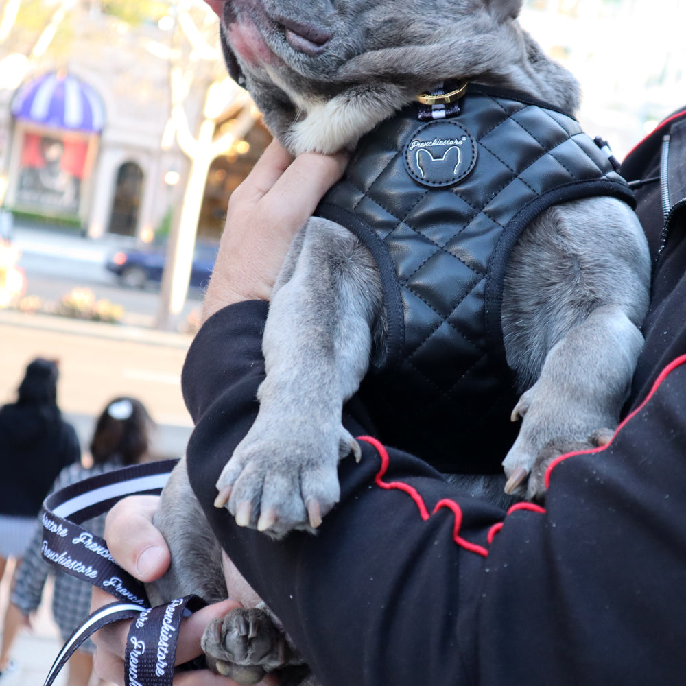 Correa de lujo para perros Frenchiestore | Productos para mascotas Black Varsity, Frenchie Dog, French Bulldog
