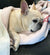Manta Frenchie | Frenchiestore | Bulldogs franceses y fútbol, ​​perro Frenchie, productos para mascotas Bulldog francés