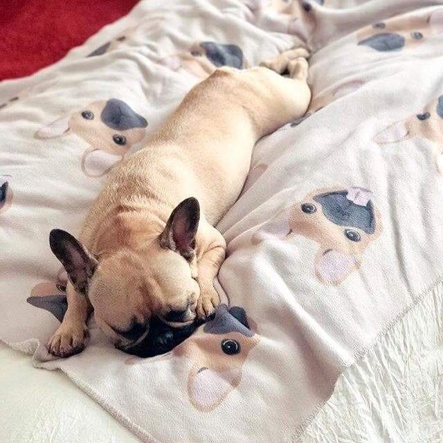 Frenchie Blanket | Frenchiestore | Fawn French Bulldog, Frenchie Dog, French Bulldog pet products