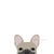 ملصق Frenchie | فرنشيستور | ملصق سيارة Blue Fawn French Bulldog ، Frenchie Dog ، منتجات الحيوانات الأليفة من البلدغ الفرنسي