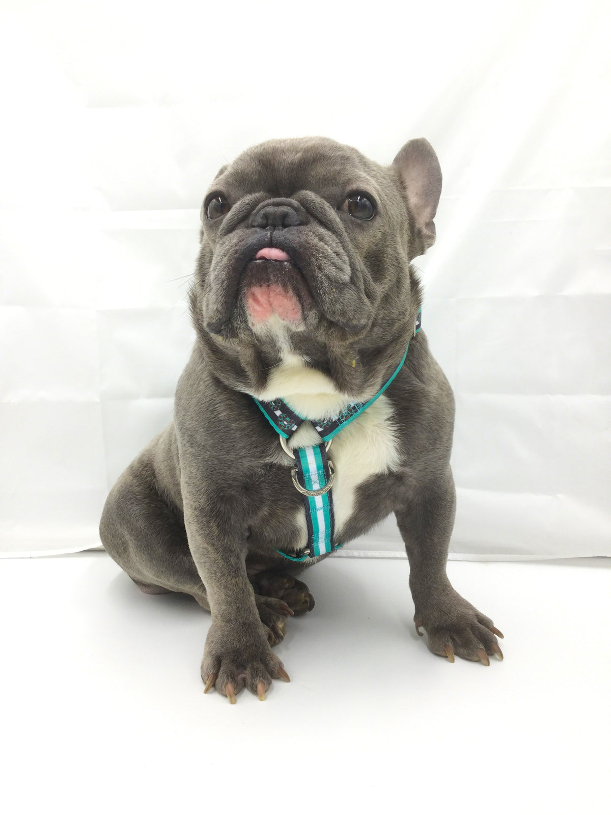 Frenchiestore Adjustable Pet Health Harness | Frenchie love in Teal, Frenchie Dog, French Bulldog pet products