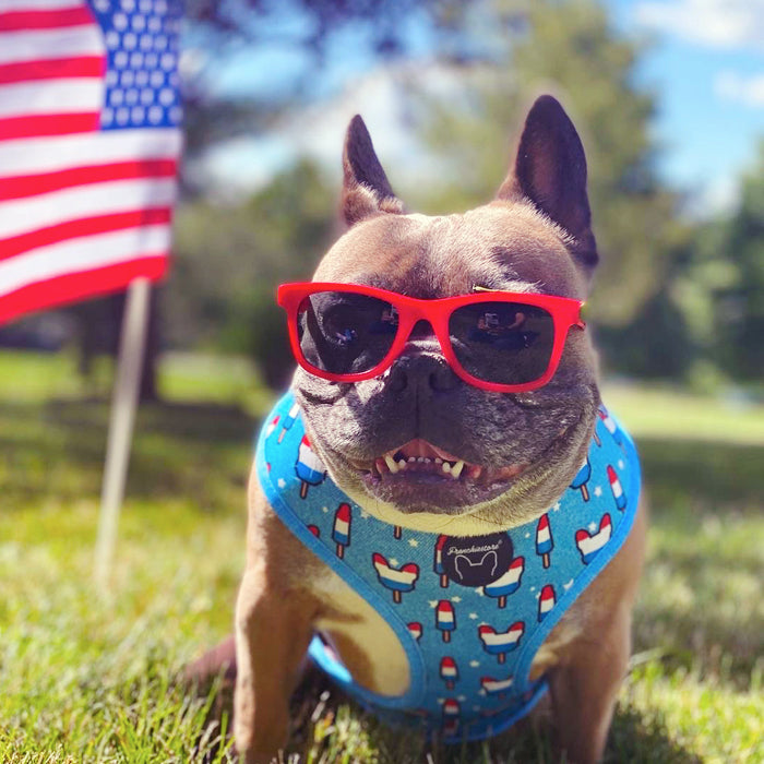 Frenchiestore Reversible Dog Health Harness | Bombastic, Frenchie Dog, French Bulldog pet products