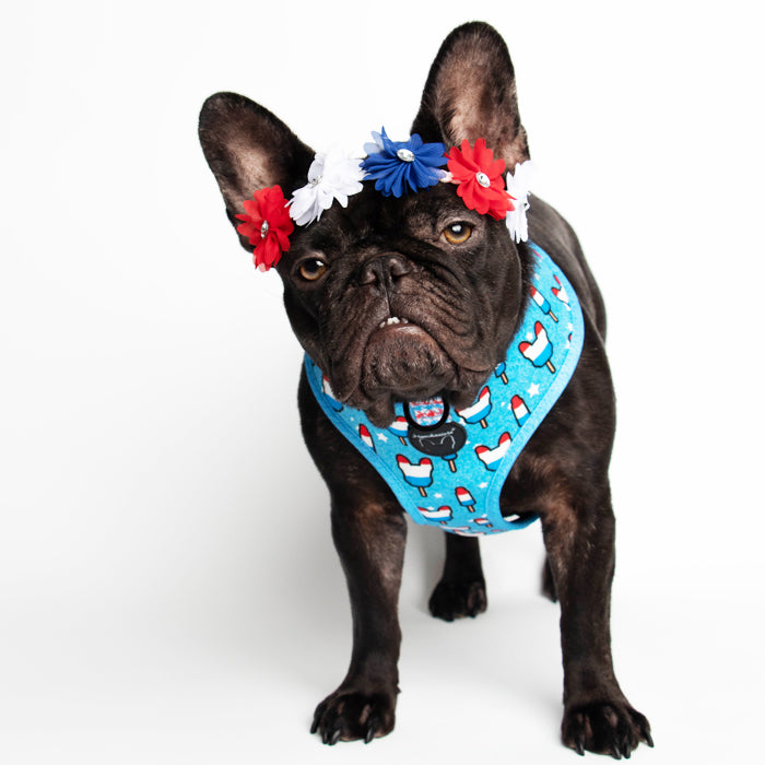 Frenchiestore Reversible Dog Health Harness | Bomb Pop, Size: 2XL