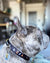 Frenchiestore Отрывной ошейник для собак | Гарри Пуппер, Frenchie Dog, Французский бульдог зоотовары