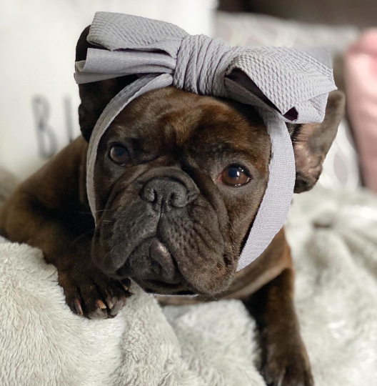 Frenchiestore Pet Head Bow | Silver, Frenchie Dog, French Bulldog pet products