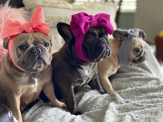 Frenchiestore Pet Head Bow | Silver, Frenchie Dog, French Bulldog pet products