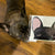 ملصق Frenchie | فرنشيستور | ملصق سيارة Brown Brindle French Bulldog ، Frenchie Dog ، منتجات الحيوانات الأليفة من البلدغ الفرنسي