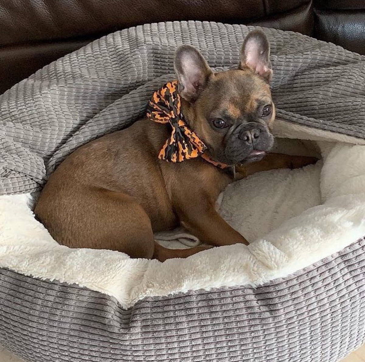 Frenchiestore dog Bowtie | Mustard Ultimate Camo, Frenchie Dog, French Bulldog pet products