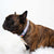 Frenchiestore Breakaway Dog Collar | Lavender/Lilac Varsity, Frenchie Dog, French Bulldog pet products