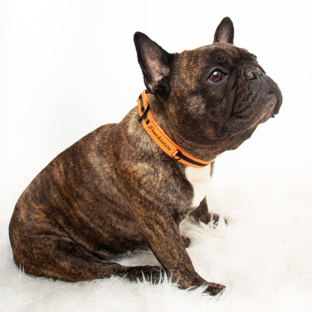 Frenchiestore Breakaway Dog Collar | Orange Pumpkin Varsity, Frenchie Dog, French Bulldog pet products