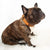 Frenchiestore Breakaway Hundehalsband | Orange Kürbis-Uni, Frenchie-Hund, Haustierprodukte der französischen Bulldogge