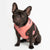 Frenchiestore Neck Adjustable Vegan Leather Health Harness | Coral Varsity, Frenchie Dog, French Bulldog pet products