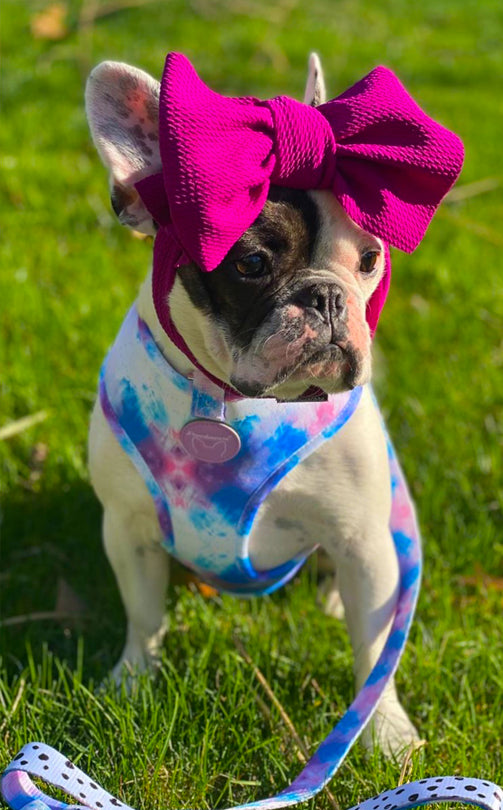 Frenchiestore Reversible Dog Health Harness | 101 Dalmatians, Frenchie Dog, French Bulldog pet products