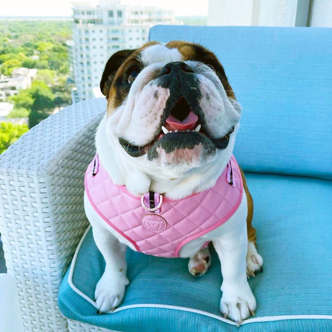 Frenchiestore Neck Adjustable Vegan Leather Health Harness | Pink Varsity, Frenchie Dog, French Bulldog pet products