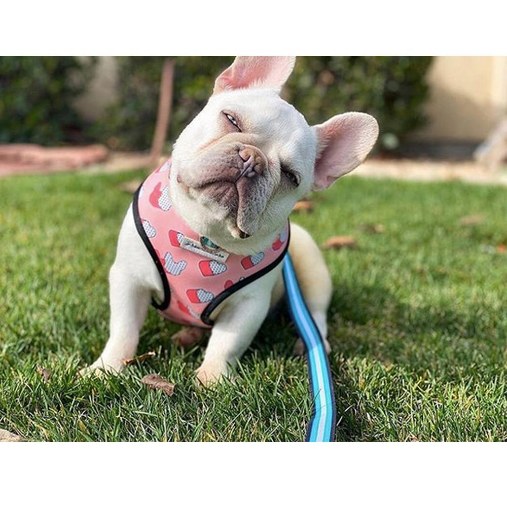 Frenchiestore Luxury Leash | Frenchie Love in Teal, Frenchie Dog, French Bulldog pet products