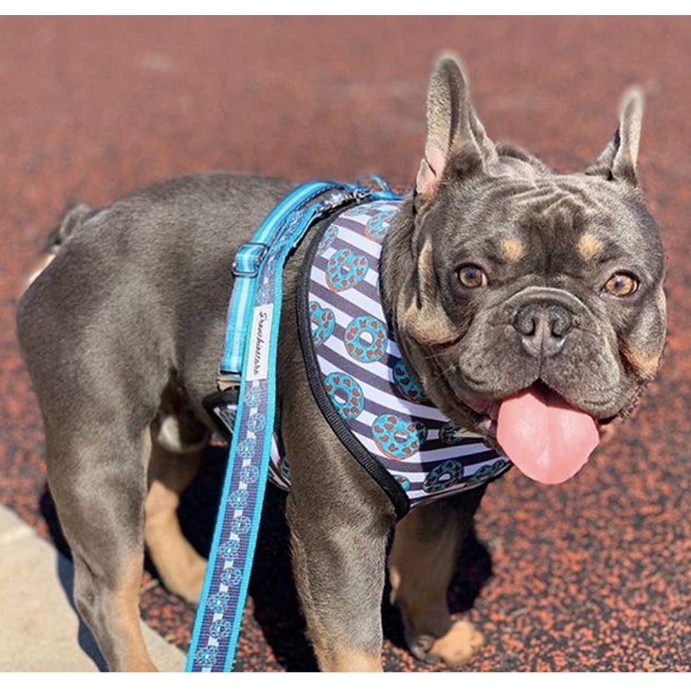 Blue frenchie with Louis Vuitton. @frenchiequilla Designer, style