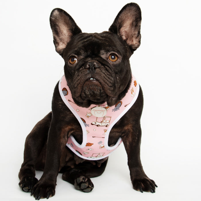 Golf Bundle | Frenchiestore, Frenchie Dog, French Bulldog pet products