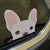 Французский стикер | Frenchiestore | Кремовая наклейка на автомобиль французского бульдога, французская собака, товары для домашних животных французского бульдога
