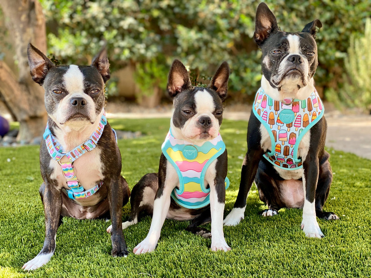 Frenchiestore Adjustable Pet Health Strap Harness | Ice Cream, Frenchie Dog, French Bulldog pet products