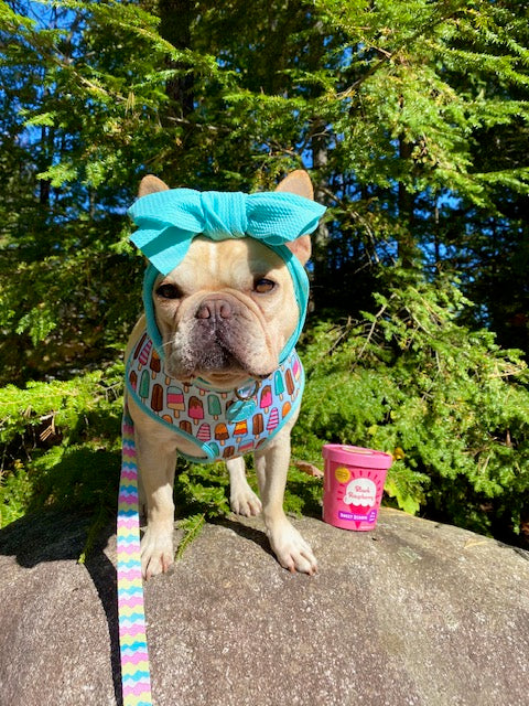 Frenchiestore Reversible Dog Health Harness | Ice Cream, Frenchie Dog, French Bulldog pet products