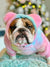 Felpa con cappuccio Frenchie Ear Organic Dog Frenchiestore | Care Bear, Frenchie Dog, prodotti per animali domestici Bulldog francese