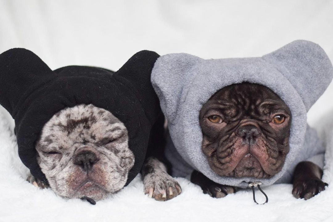 Frenchiestore Organic Dog Frenchie Ear Hoodie | Koala Bear, Frenchie Dog, French Bulldog pet products