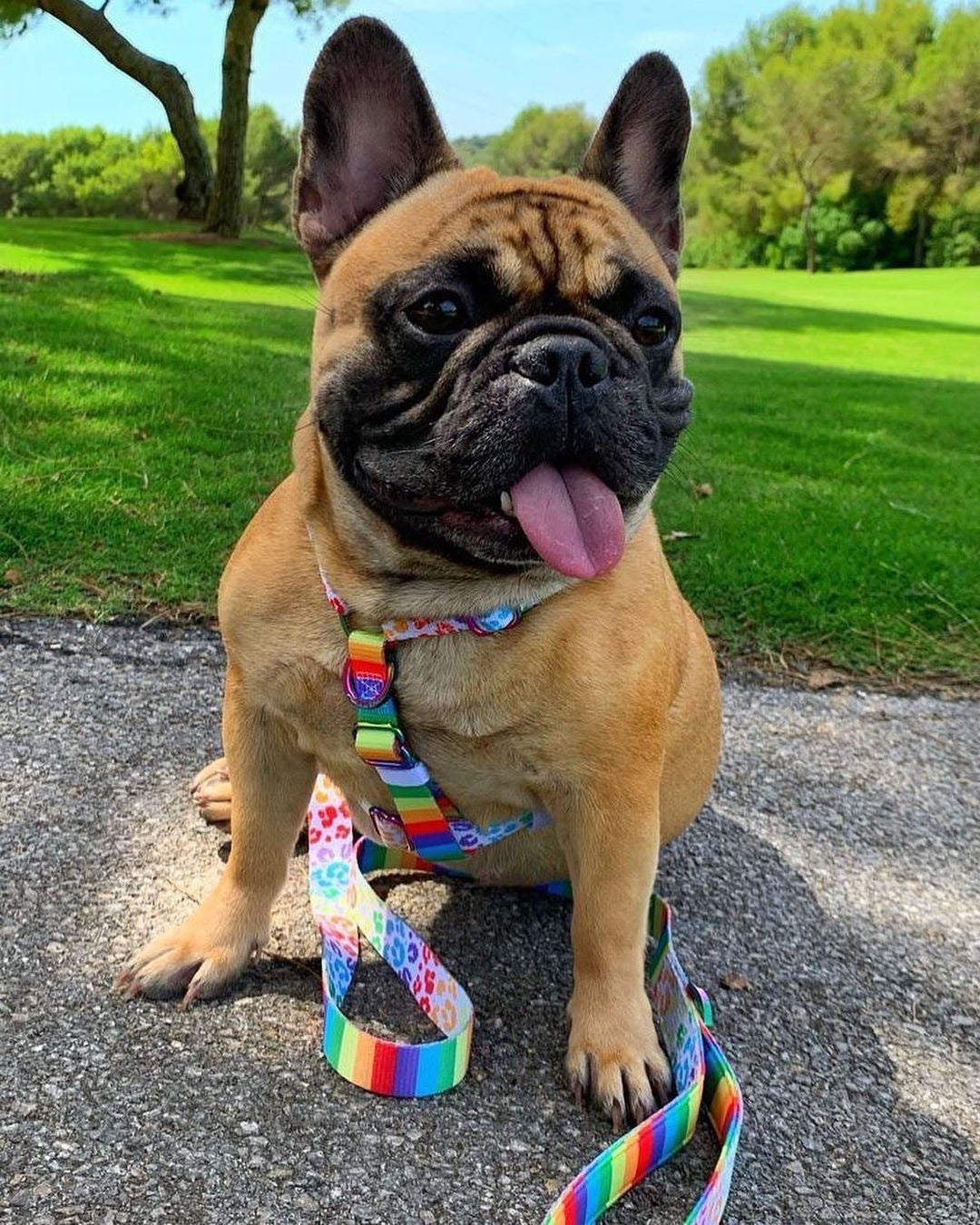 Frenchiestore Adjustable Pet Health Strap Harness | Pride, Frenchie Dog, French Bulldog pet products