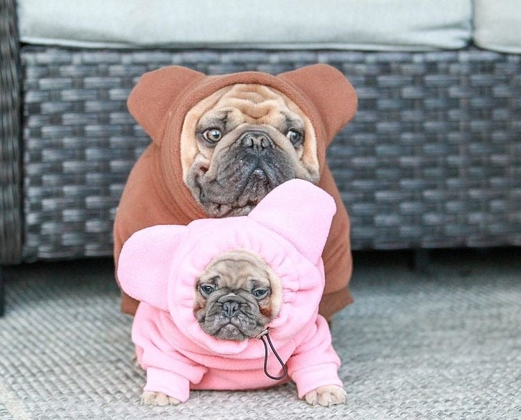 Frenchiestore Organic Dog Frenchie Ear hoodie | Little Piggy, Frenchie Dog, French Bulldog pet products