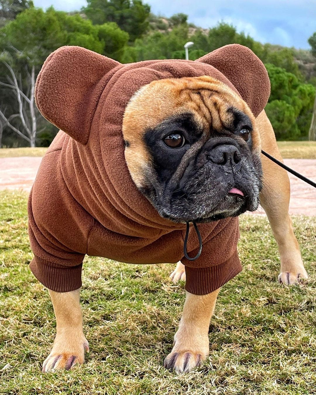 Frenchie Ear Hoodie Bundle Boys version 1 | Frenchiestore, Frenchie Dog, French Bulldog pet products