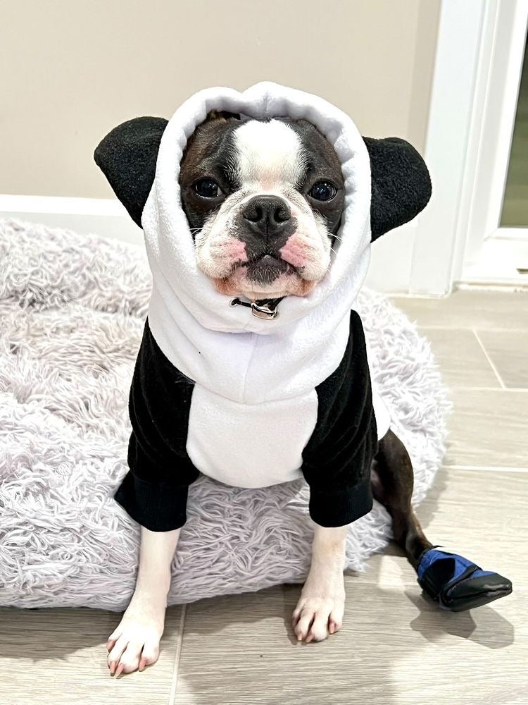 Louie Designer Dog Hoodie With Ears