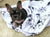 Frenchie Blanket | Frenchiestore | French Bulldogs on Black & White, Frenchie Dog, French Bulldog pet products