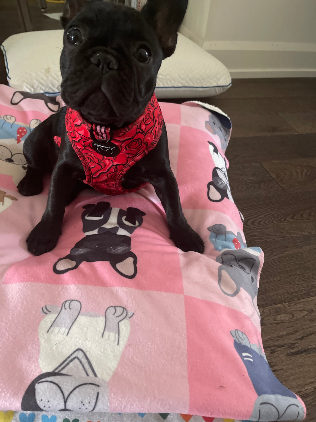 Frenchie Blanket | Preppy French Bulldogs on Pink 