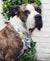Frenchiestore Dog Cooling Bandana | Apple, Frenchie Dog, French Bulldog Haustierprodukte