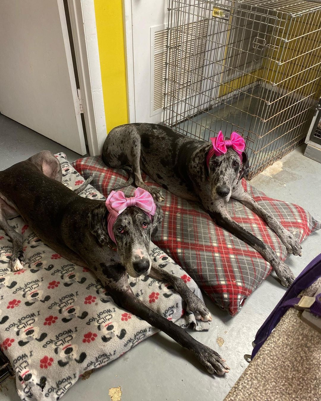 Frenchiestore Pet Head Bow | Metalic Pink, Frenchie Dog, French Bulldog pet products