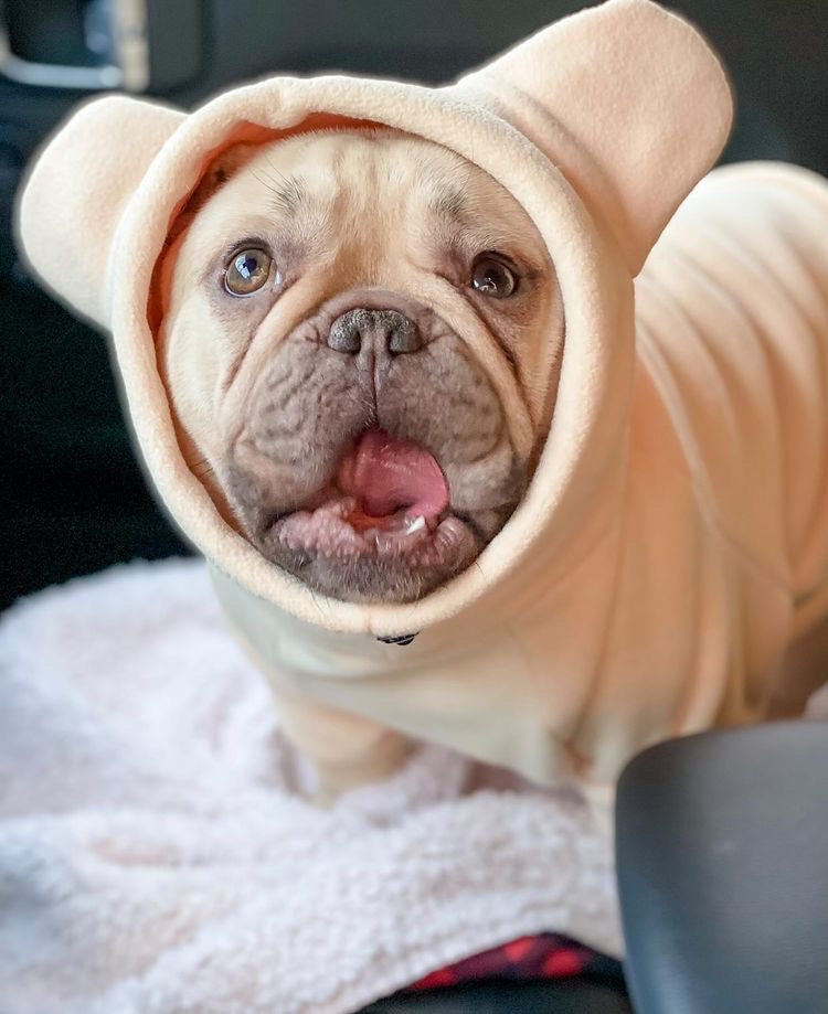 Frenchiestore Organic Dog Frenchie Ear Hoodie | Polar Bear, Frenchie Dog, French Bulldog pet products