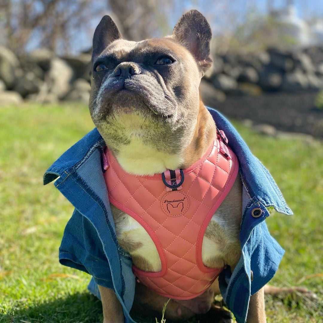 Frenchiestore Neck Adjustable Vegan Leather Health Harness | Coral Varsity, Frenchie Dog, French Bulldog pet products