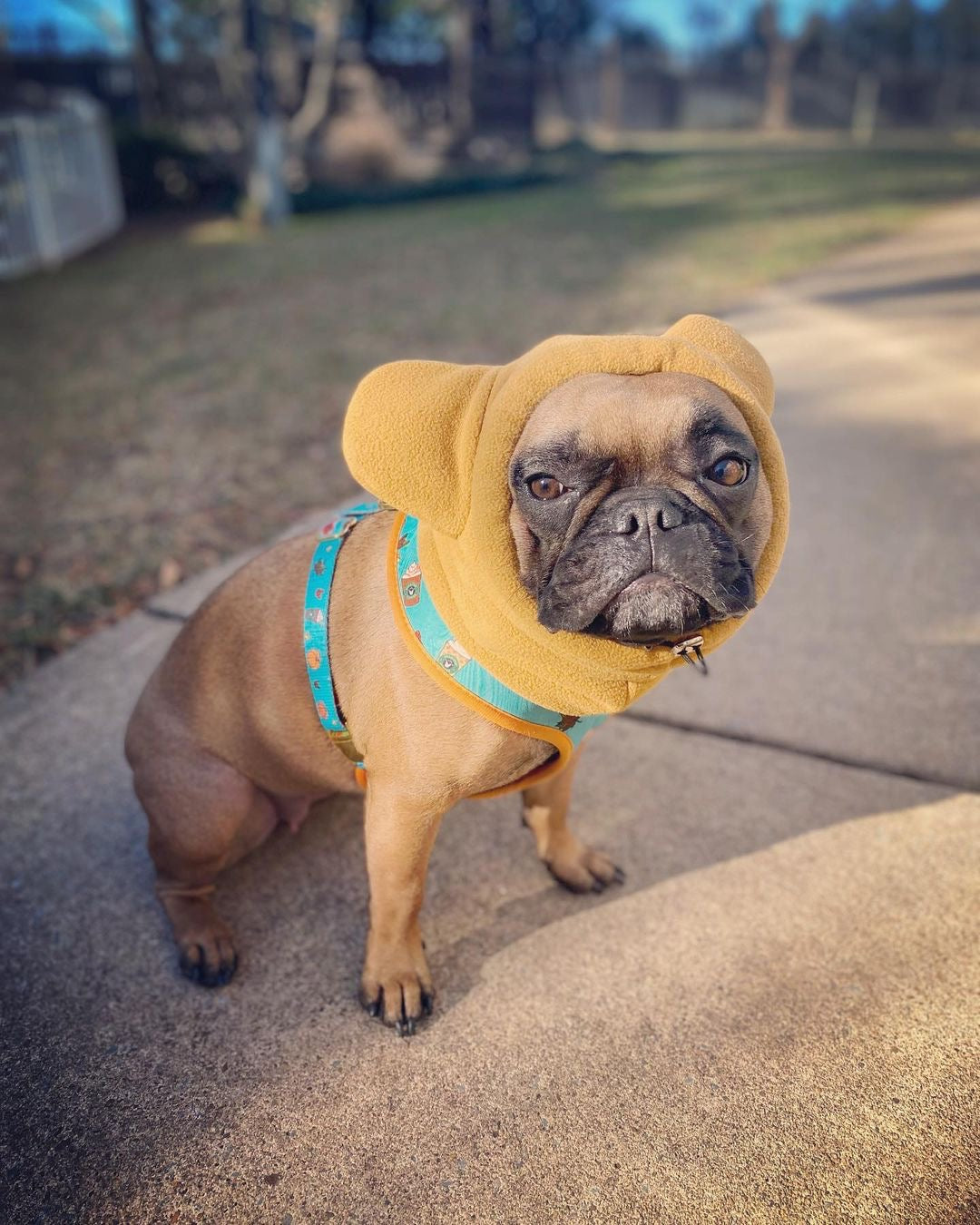 Frenchiestore Organic Dog Frenchie Ear Warmers | Fawn Frenchie, Frenchie Dog, French Bulldog pet products