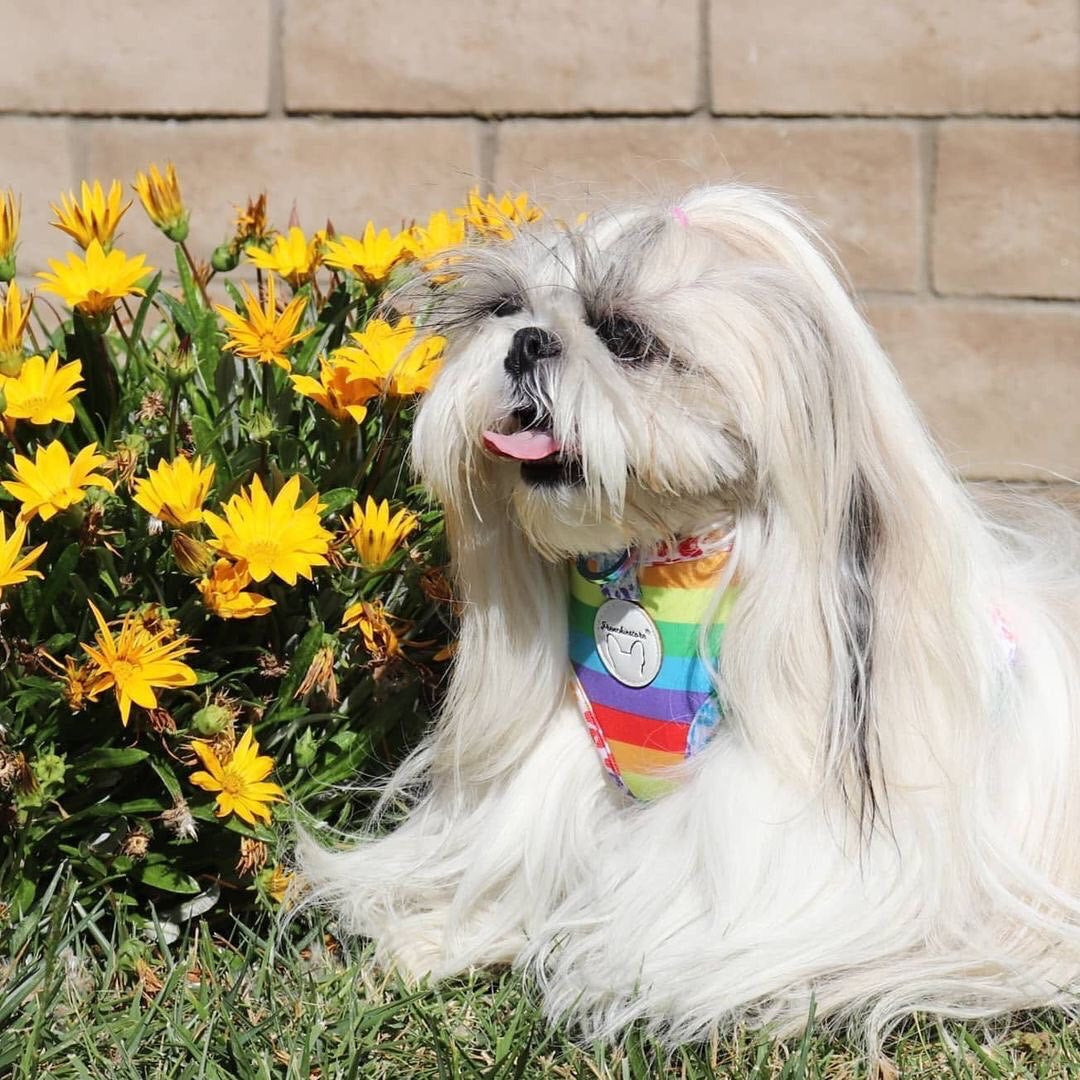 Frenchiestore Reversible Dog Health Harness | Pride, Frenchie Dog, French Bulldog pet products