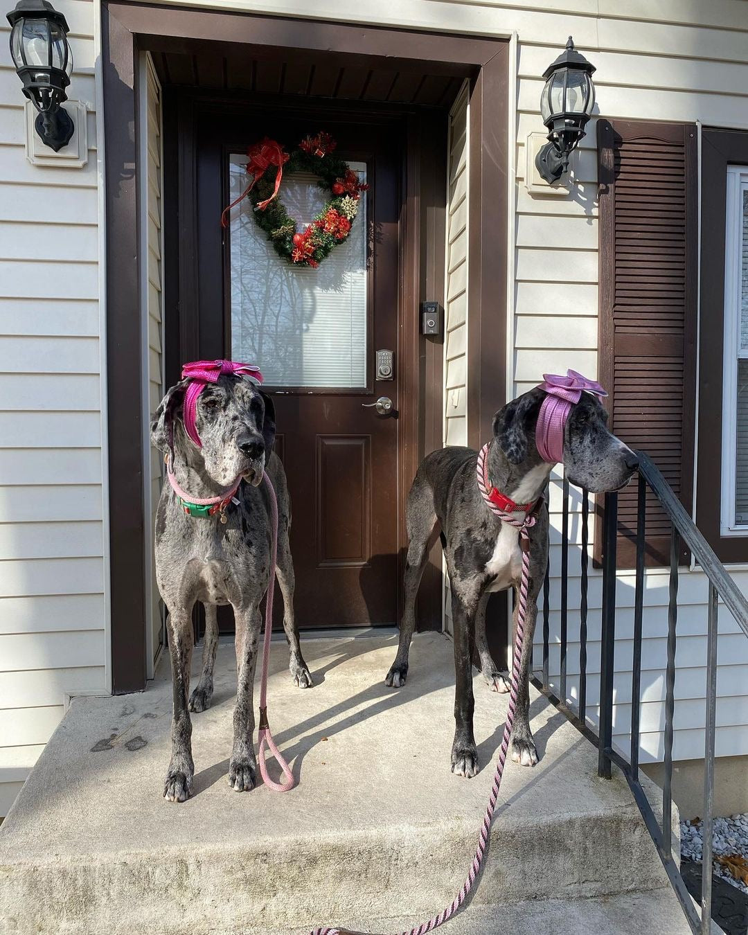 Frenchiestore Pet Head Bow | Metalic Pink, Frenchie Dog, French Bulldog pet products