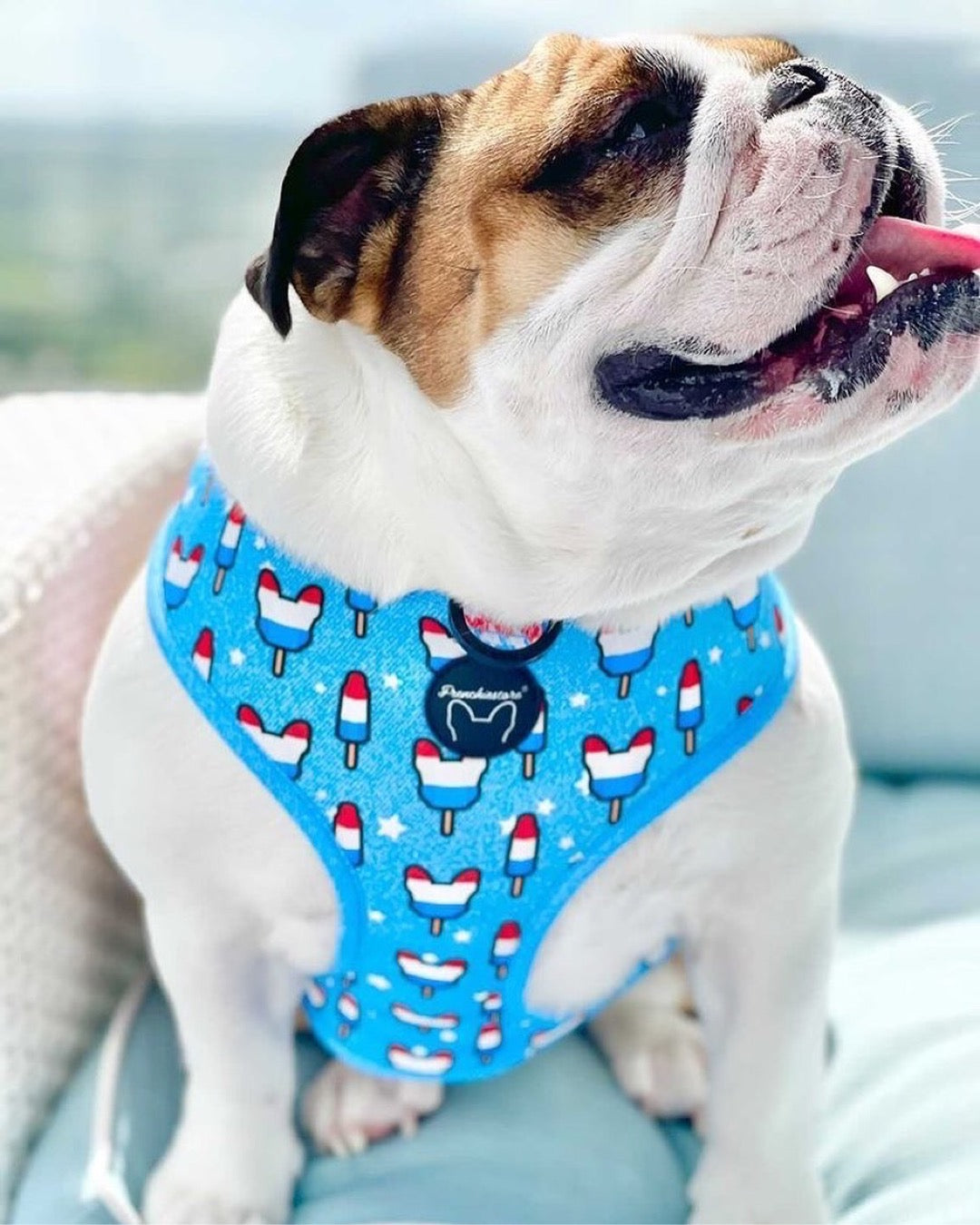 Frenchiestore Reversible Dog Health Harness | Bombastic, Frenchie Dog, French Bulldog pet products