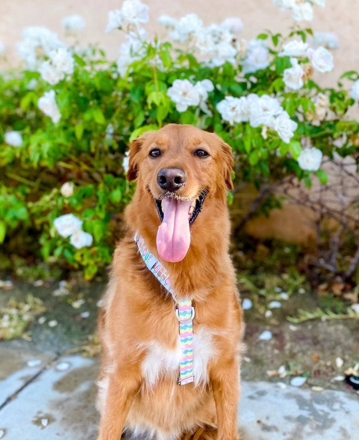 Frenchiestore Adjustable Pet Health Strap Harness | Ice Cream, Frenchie Dog, French Bulldog pet products